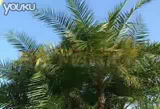 月光下的凤尾竹